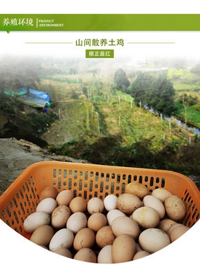 農(nóng)家土雞蛋 從桑林到餐桌，營(yíng)養(yǎng)與新鮮的自然饋贈(zèng)