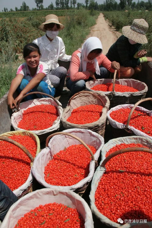 河套同名農產品 地道風味的鄉土印記